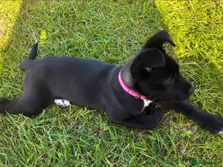 Mixed Breed dogs Female cane corso / Akita - Advert 1