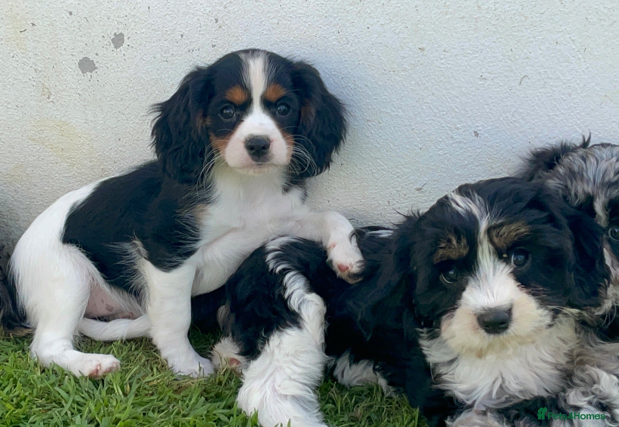 Cavapoo dogs COCKERLIERPOO puppies for sale - Advert 2