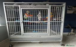 Macaws birds for sale: Blue gold macaw parrot Rio - Image 2