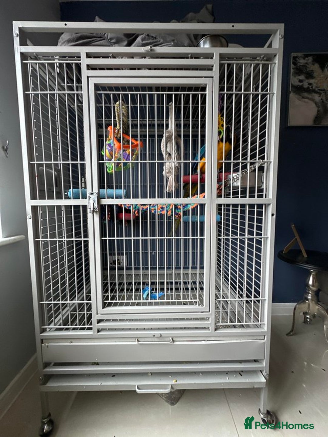 Macaws birds for sale: Blue gold macaw parrot Rio - Image 2