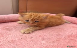 Mixed Breed cats for sale: Adorable ginger and black&white kittens  - Image 2