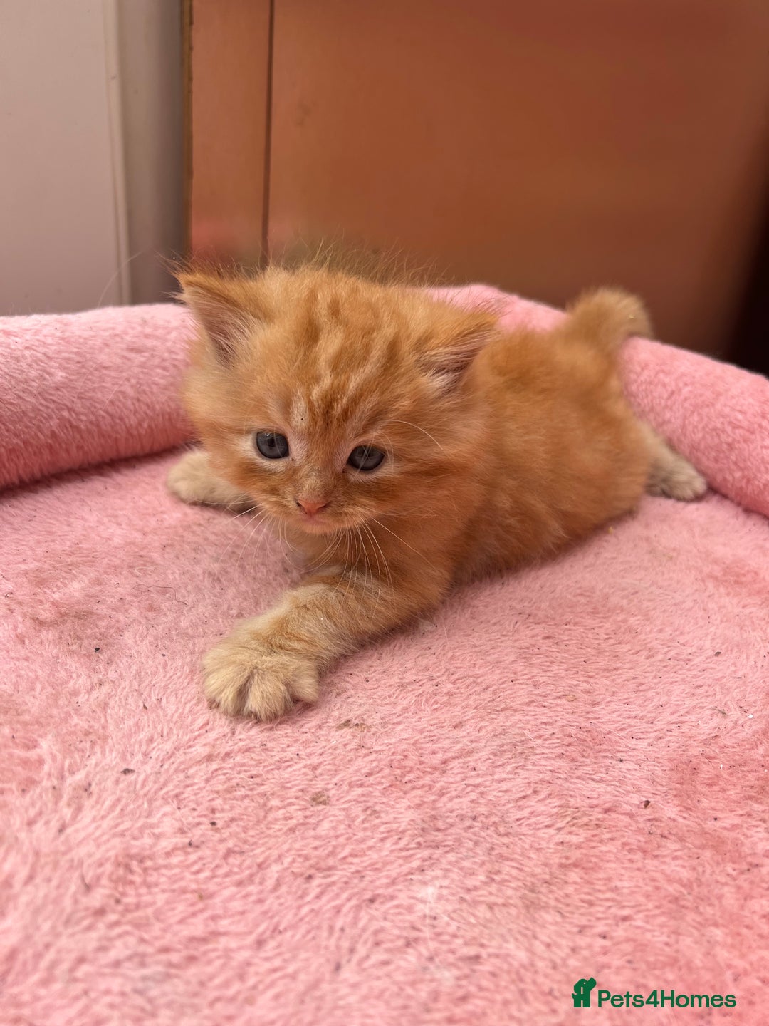 Mixed Breed cats for sale: Adorable ginger and black&white kittens  - Image 2