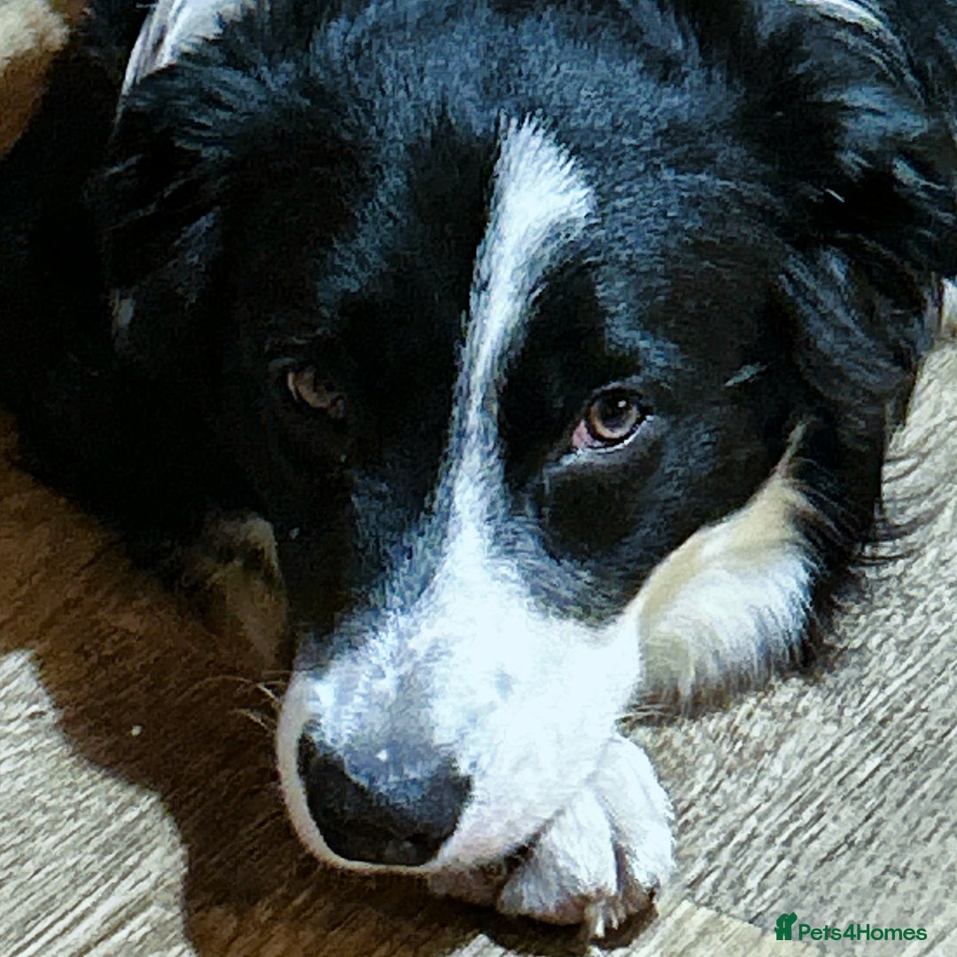 Border Collie dogs for stud: Beautiful Pedigree Stud Border Collie for breeding in Isleworth - Advert 9