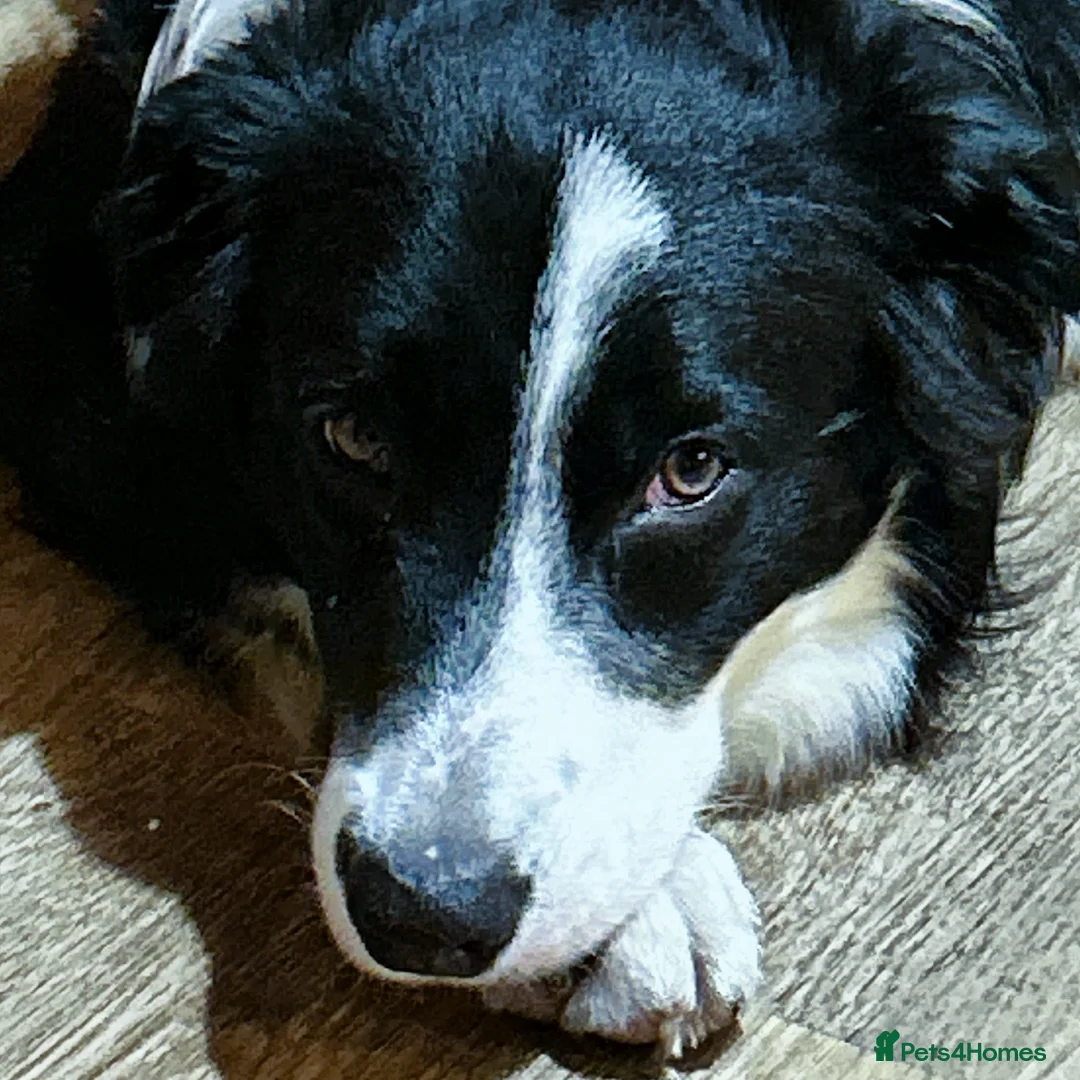 Border Collie dogs for stud: Beautiful Pedigree Stud Border Collie for breeding in Isleworth - Advert 9