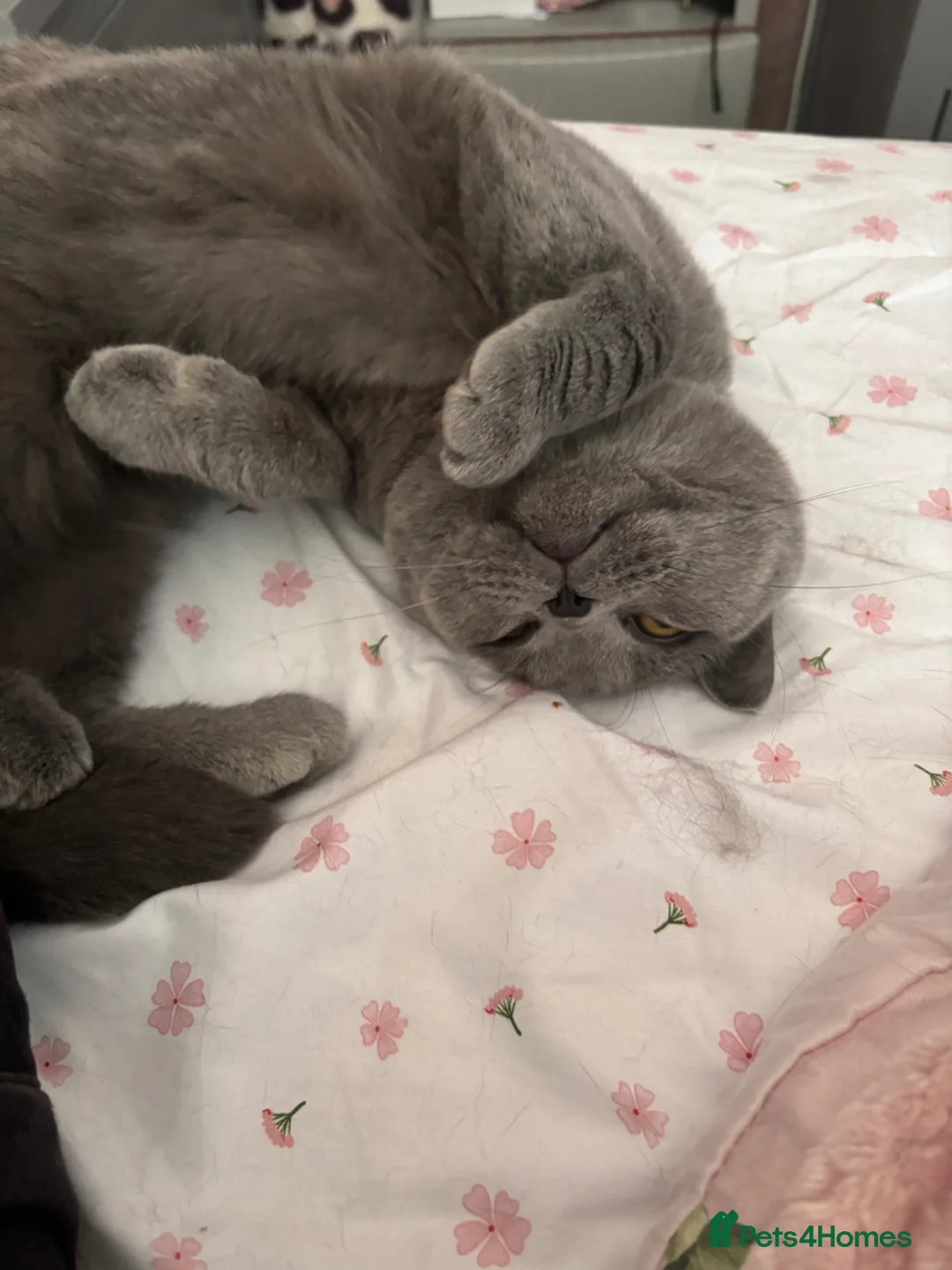 British Shorthair cats for sale: Beautiful British blue Boy - Advert 2