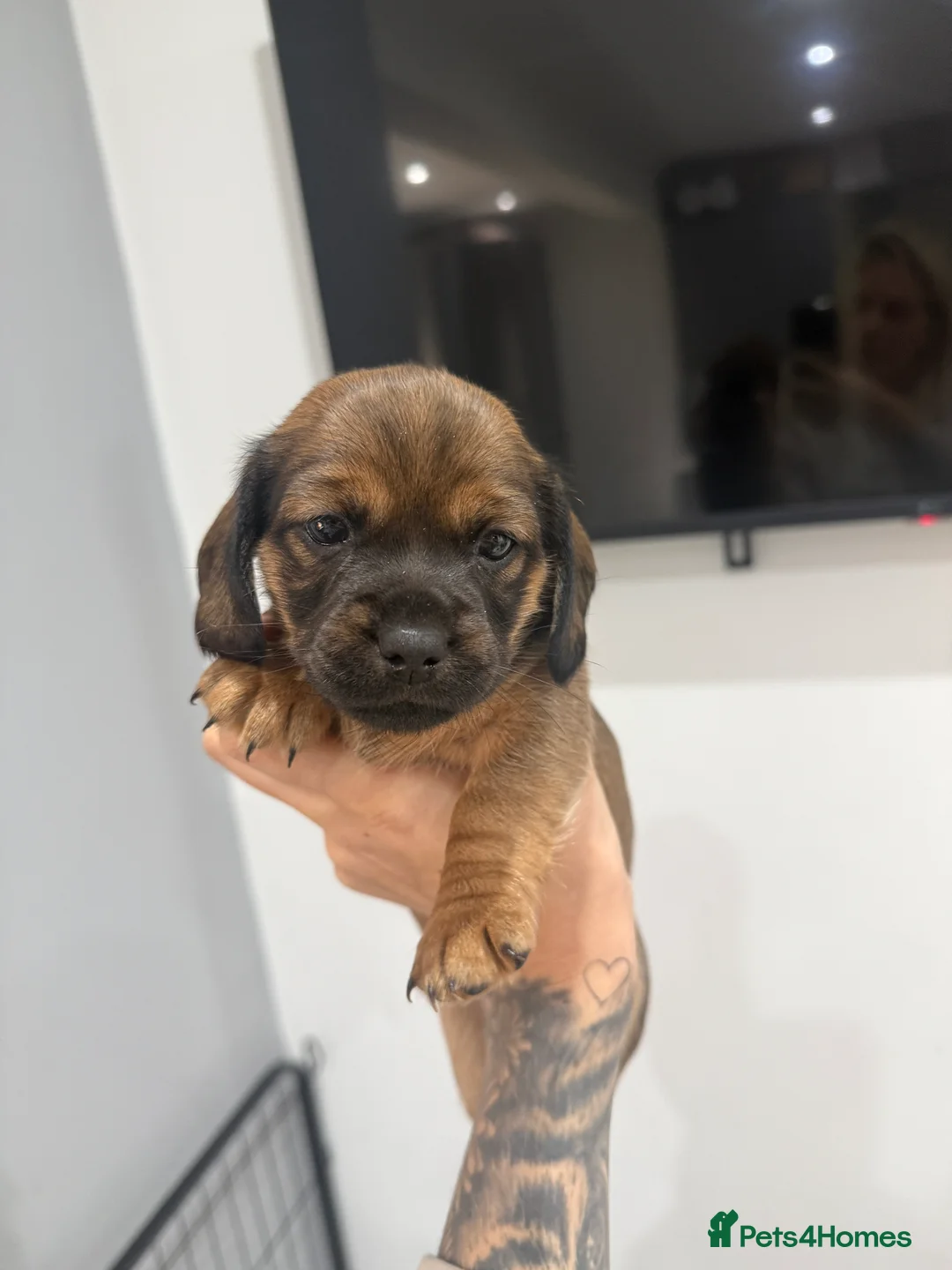 Mixed Breed dogs for sale: 3 Shitzu X Dashchund Mix puppies - Advert 2