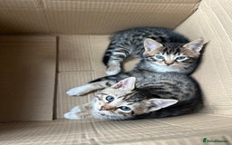 Bengal cats for sale: Half bengal kittens looking for their forever home - Image 1