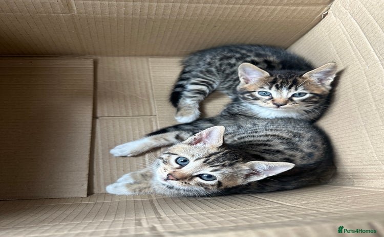Bengal cats - Advert 1