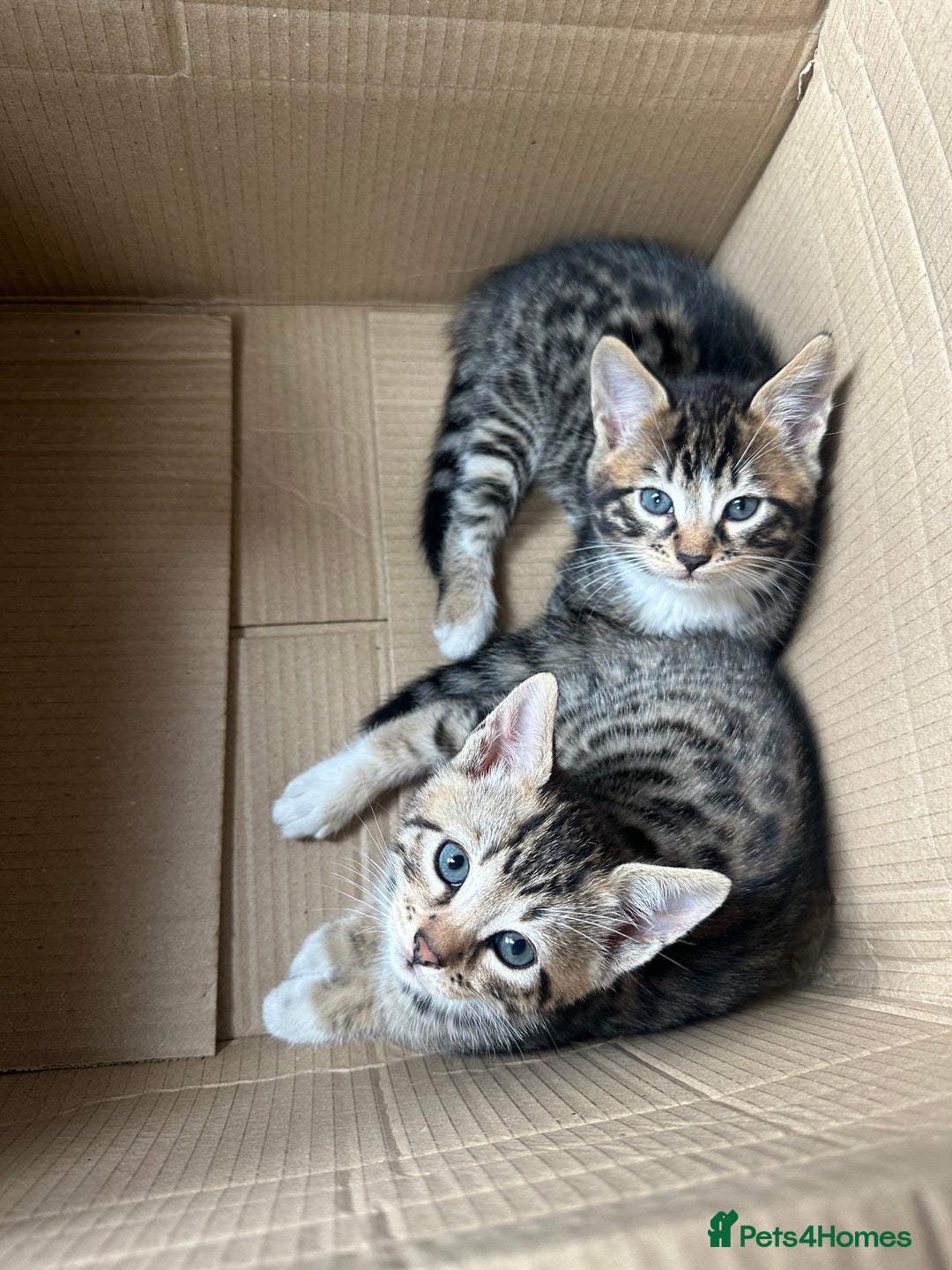 Bengal cats for sale: Half bengal kittens looking for their forever home - Image 1