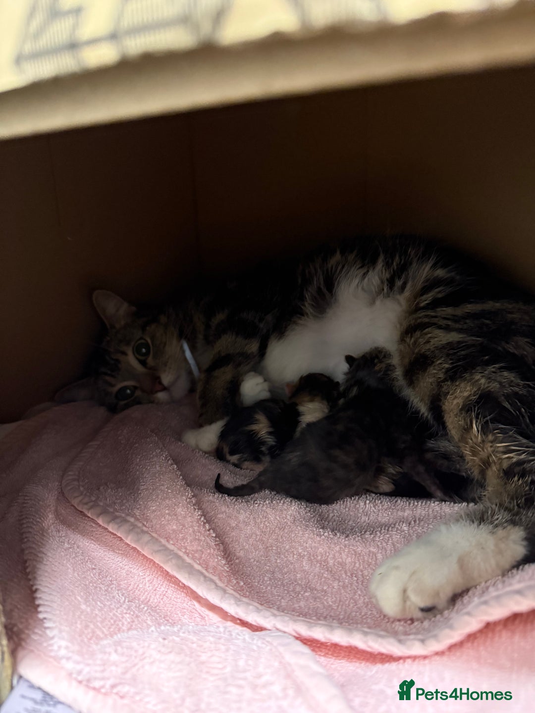 Mixed Breed cats for sale: 5 adorable kittens - Advert 1