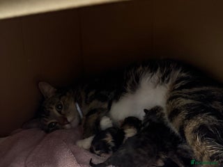 Mixed Breed cats 5 adorable kittens - Advert 2