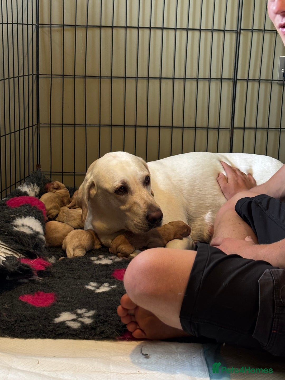 Labrador Retriever dogs for sale: Beautiful Labrador puppies - Image 7