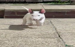 English Bull Terrier dogs for sale: English bull terrier pups for sale  - Image 2