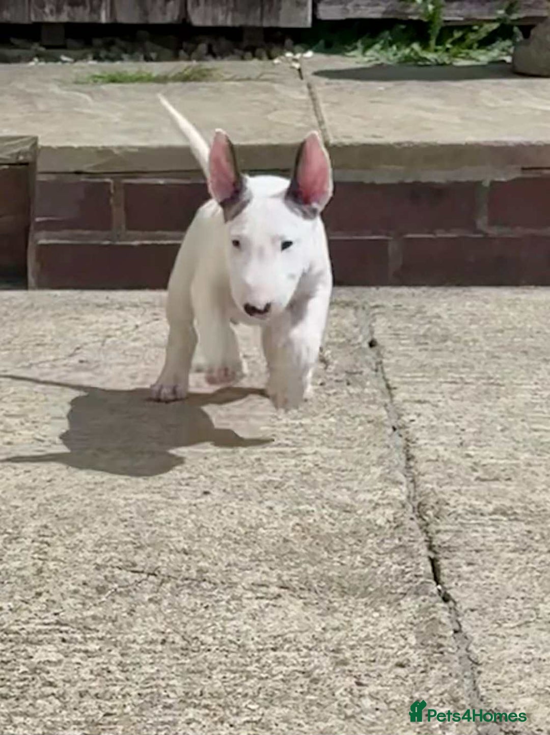English Bull Terrier dogs for sale: English bull terrier pups for sale  - Image 2