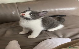 British Shorthair cats for sale: British short hair x tabby kittens  - Image 7