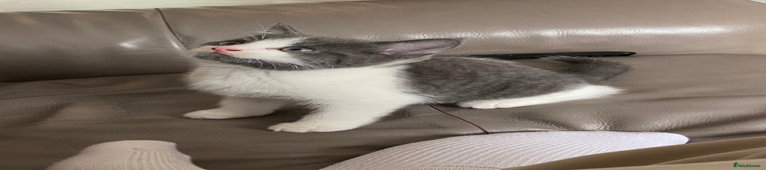 British Shorthair Kitten 3