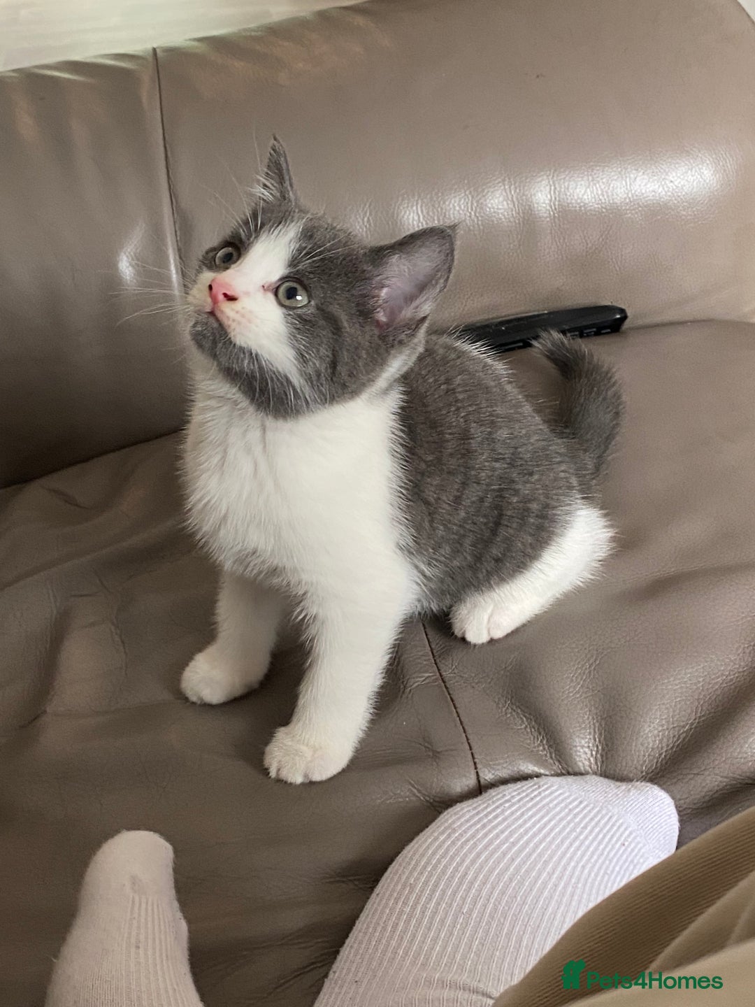 British Shorthair cats for sale: British short hair x tabby kittens  - Image 7