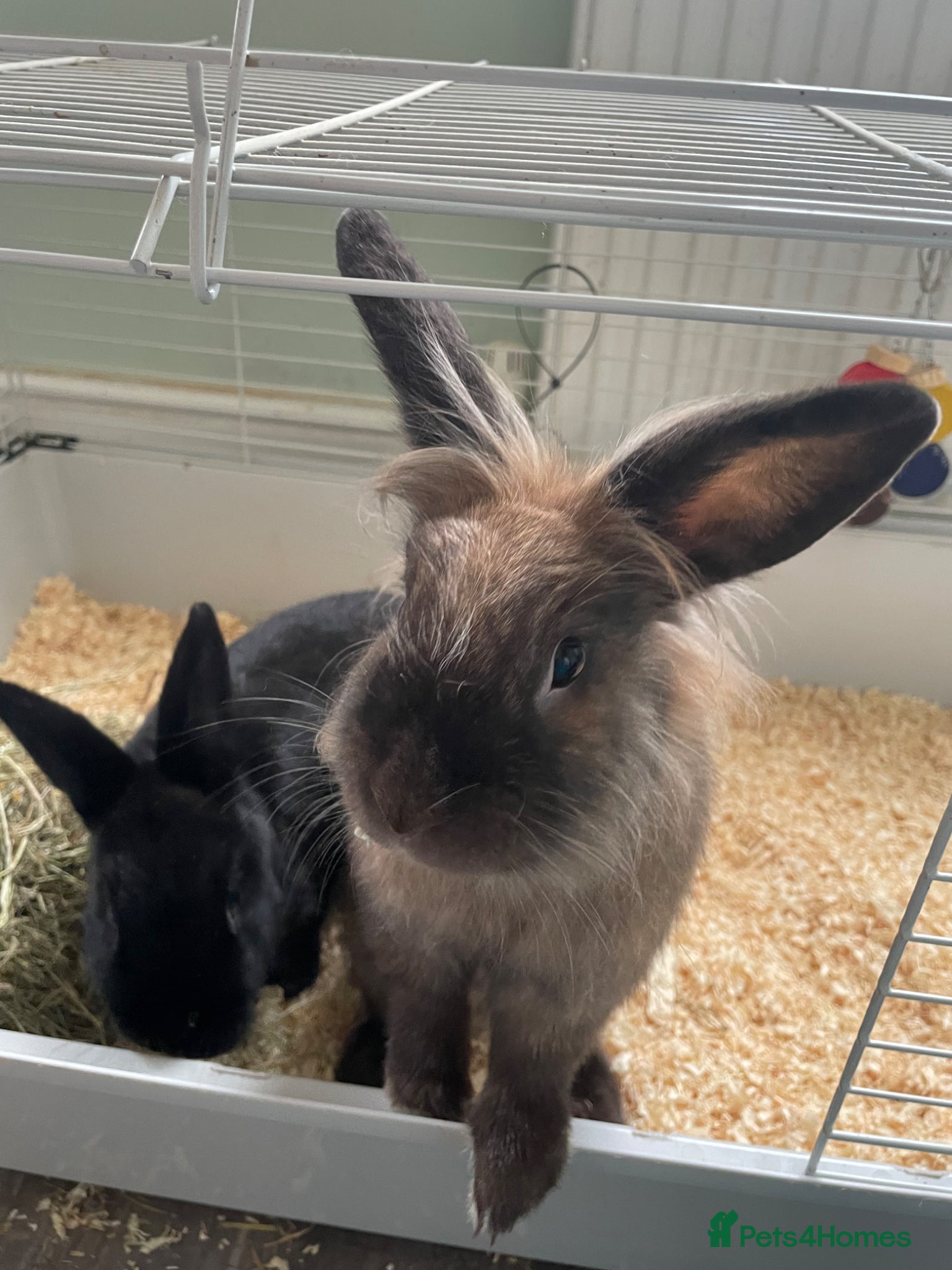 Mixed Breed rabbits Bonded rabbit pair - Advert 1