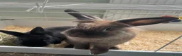 Mixed Breed rabbits for sale: Bonded rabbit pair - Advert 1