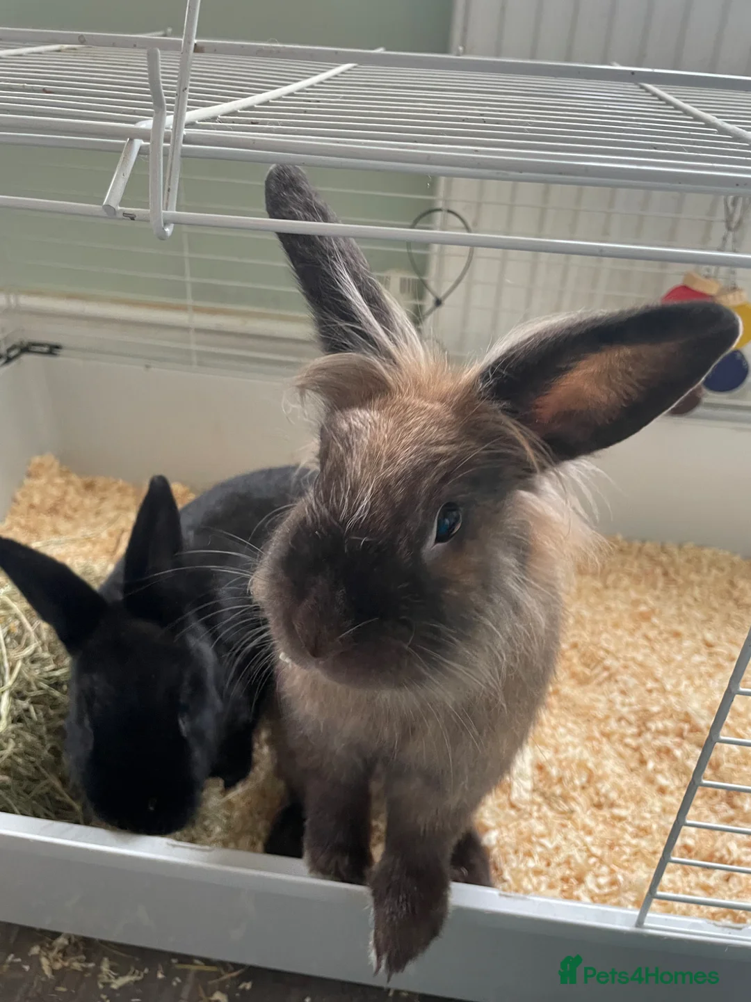 Mixed Breed rabbits for sale: Bonded rabbit pair - Advert 1