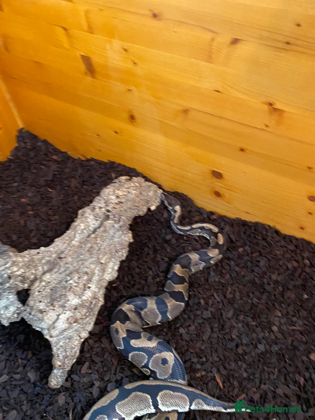 Python Snake reptiles for sale: Ball python for rehoming with full set up  - Advert 3
