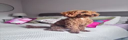 Miniature Poodle dogs for stud: **For Stud** - Advert 11