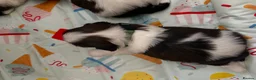 Shih Tzu dogs for sale: Beautiful shih tzu puppies 🥹🐾 - Advert 15