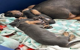 Miniature Dachshund dogs for sale: Adorable Blue and Tan puppies  - Image 15