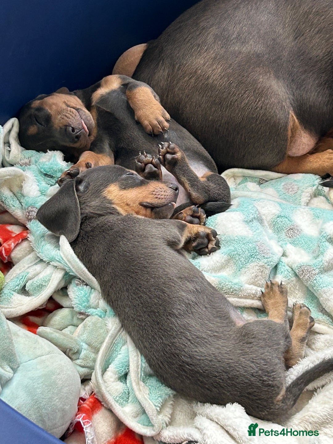 Miniature Dachshund dogs for sale: Adorable Blue and Tan puppies  - Image 15