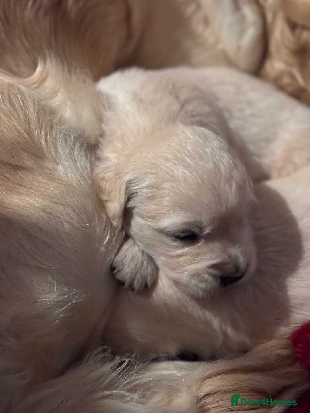 Golden Retriever dogs for sale: Stunning pale Golden Retriever puppies  - Advert 3
