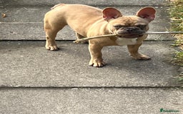 French Bulldog dogs for sale: Milo, Lovable boy Frenchie, amazing price 💫 - Image 8