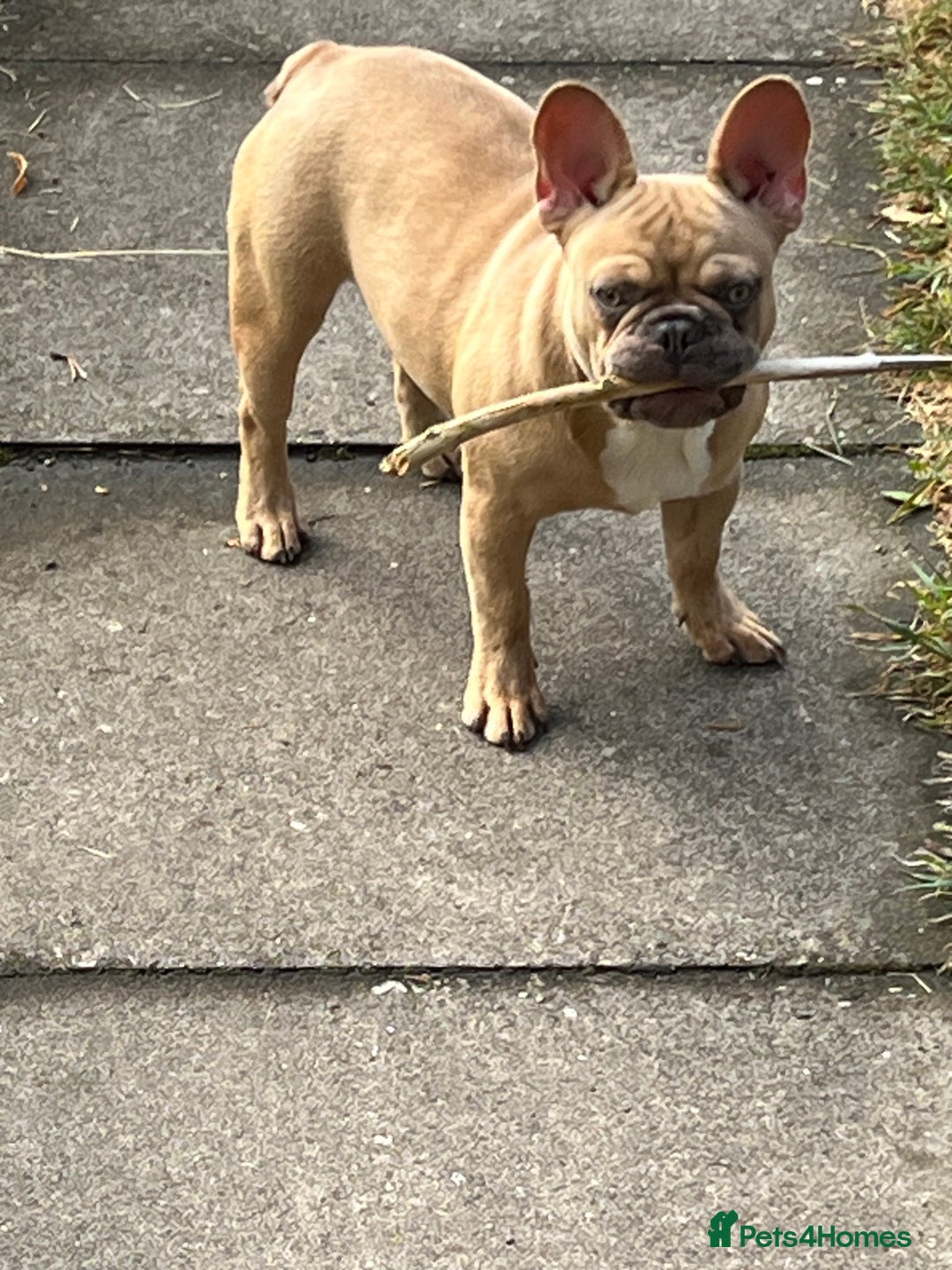 French Bulldog dogs for sale: Milo, Lovable boy Frenchie, amazing price 💫 - Image 8