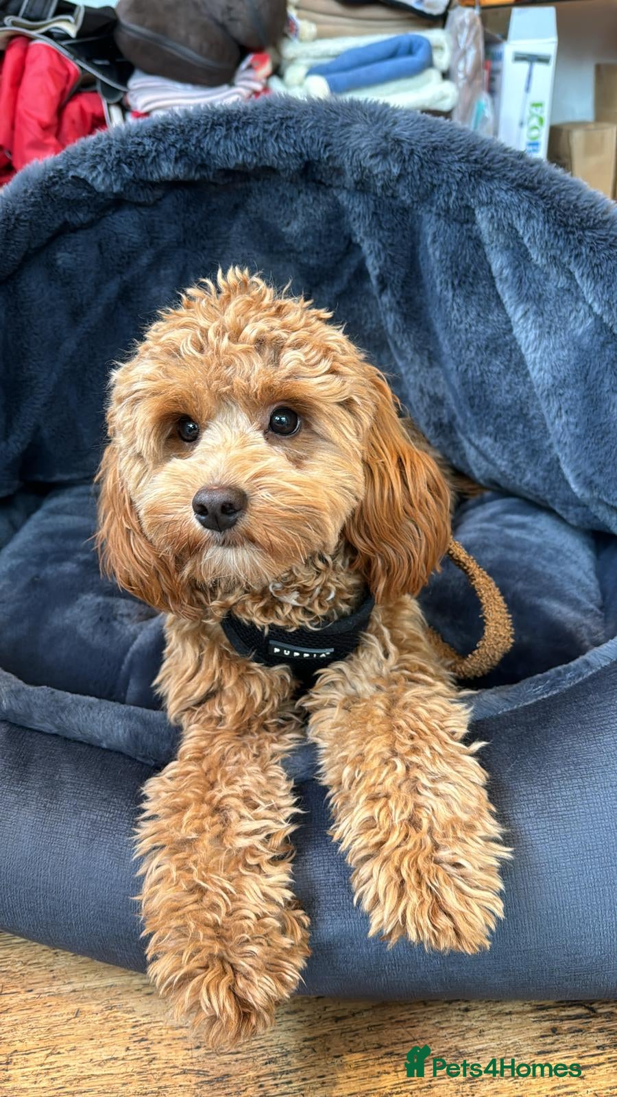 Cavapoo dogs Sweetest Cavapoo for First Stud Opportunity - Advert 1