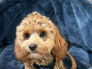 Cavapoo dogs Sweetest Cavapoo for First Stud Opportunity - Advert 1