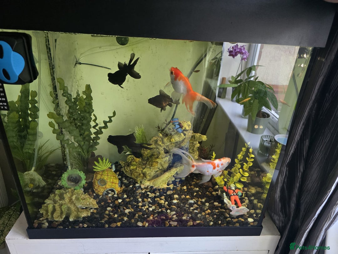 Fancy Goldfish fish for sale: Fish Tank - Image 2