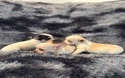 Chihuahua dogs for sale: Chihuahua puppy’s  - Image 14