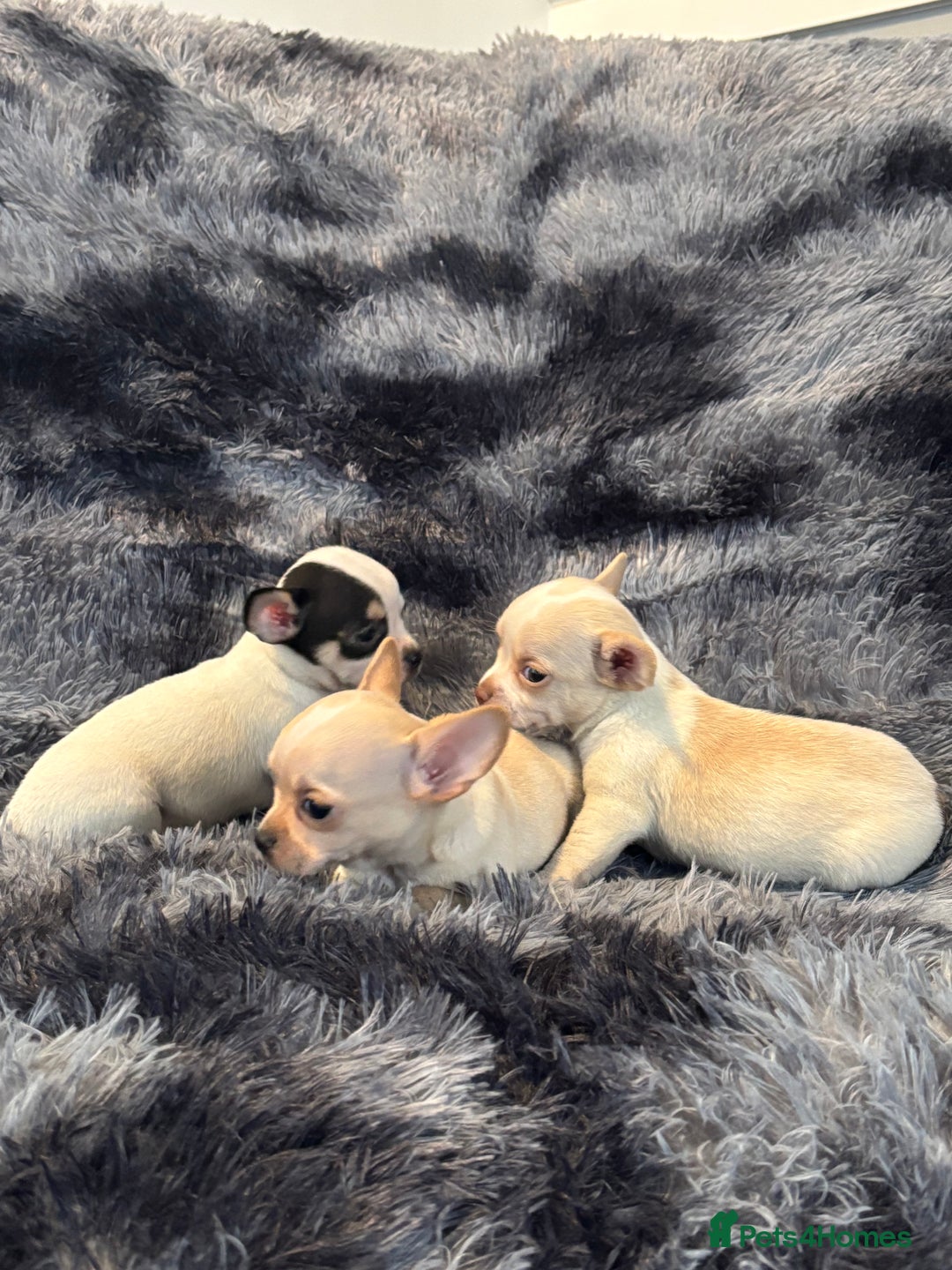 Chihuahua dogs for sale: Chihuahua puppy’s  - Image 14