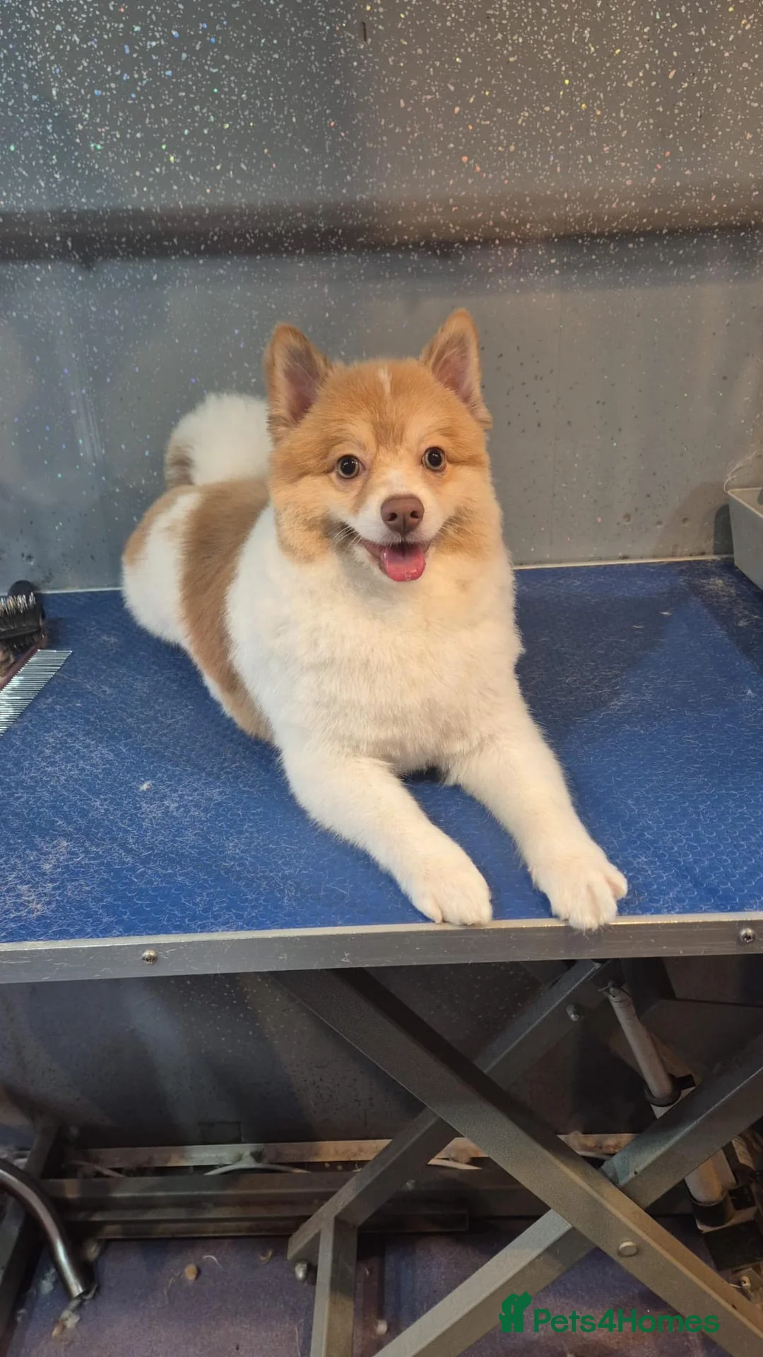 Pomeranian dogs for sale: Pomeranian for sale, £1000 - Advert 1