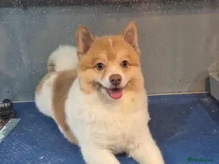 Pomeranian dogs Pomeranian for sale, £1000 - Advert 1