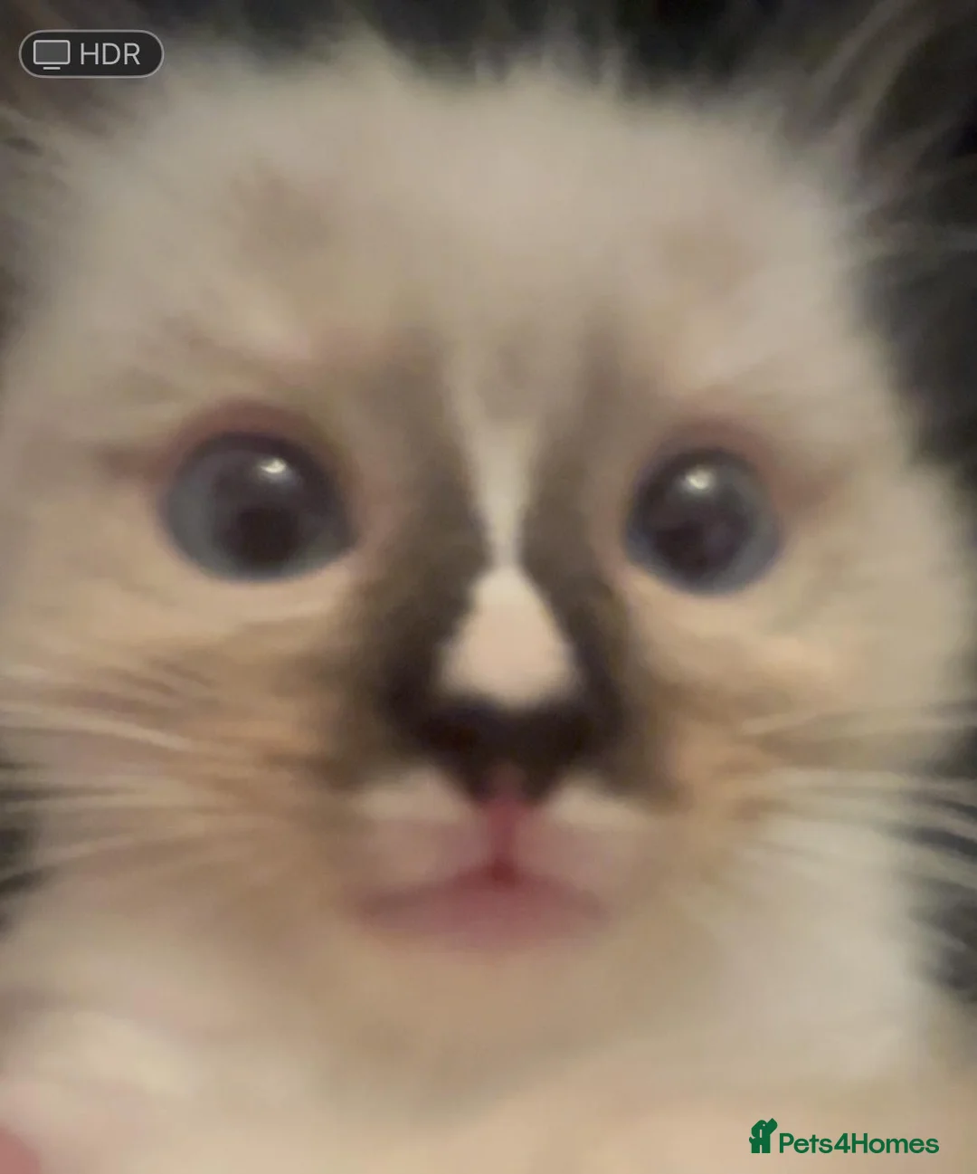 Ragdoll cats for sale: playful male ragdoll kitten - Advert 3