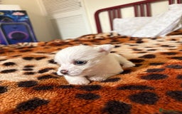 Mixed Breed dogs for sale: Pomeranian × Poodle × Chihuahua Puppies  - Image 6