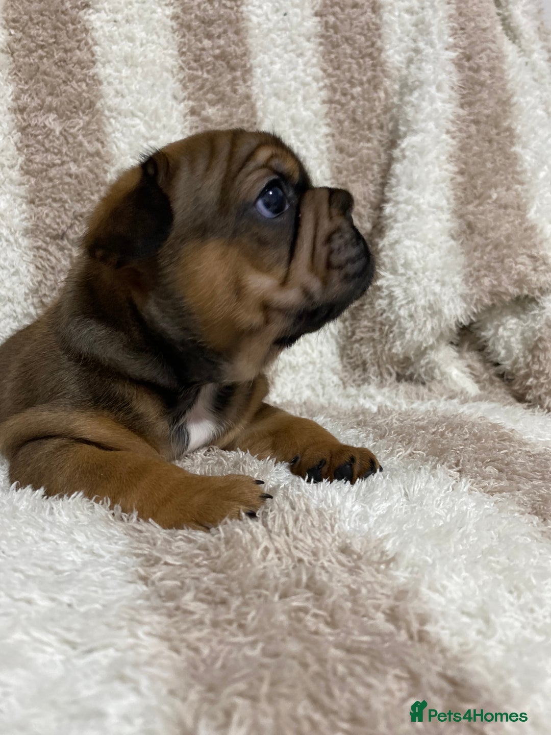 French Bulldog dogs for sale: BEAUTIFUL CHUNKY FRENCHIE PUPS - Advert 11