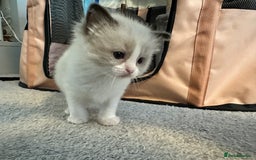 Ragdoll cats for sale: Two beautiful female ragdoll kittens - Image 10