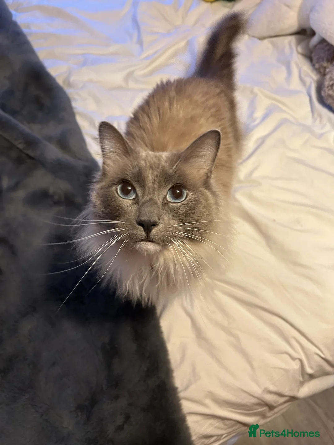 Ragdoll cats for sale: Shy cat Lucy in Coventry - Advert 2