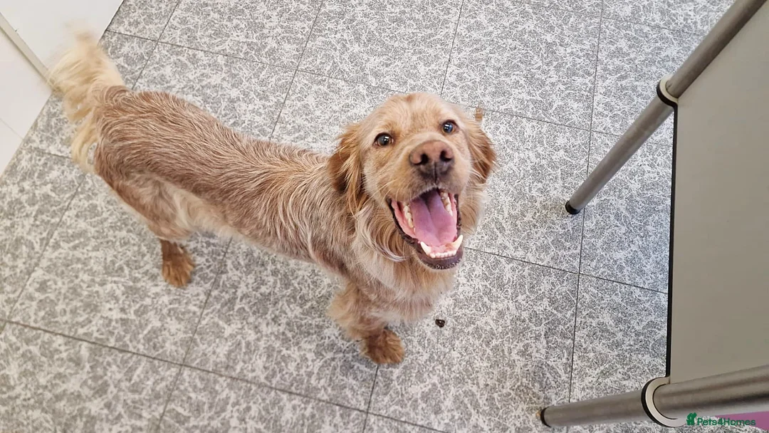 English Setter dogs for adoption: Canelo - Advert 4