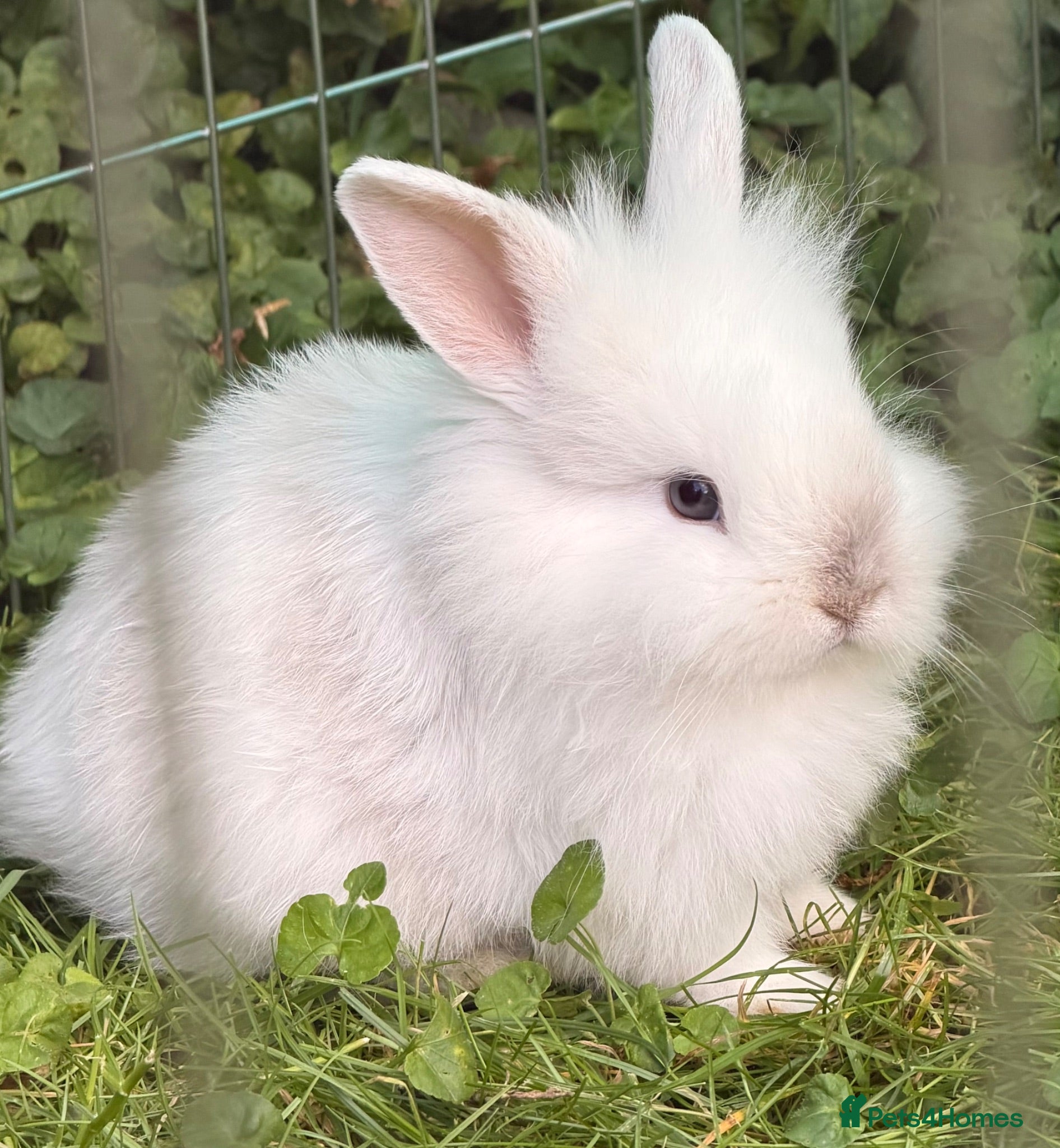 Lionhead rabbits 8 week old baby rabbit  - Advert 4