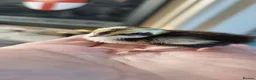 Quail poultry for sale: Coturnix quail chics - Advert 17