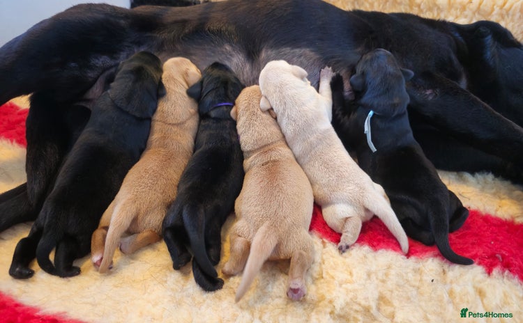 Labrador Retriever dogs - Advert 5