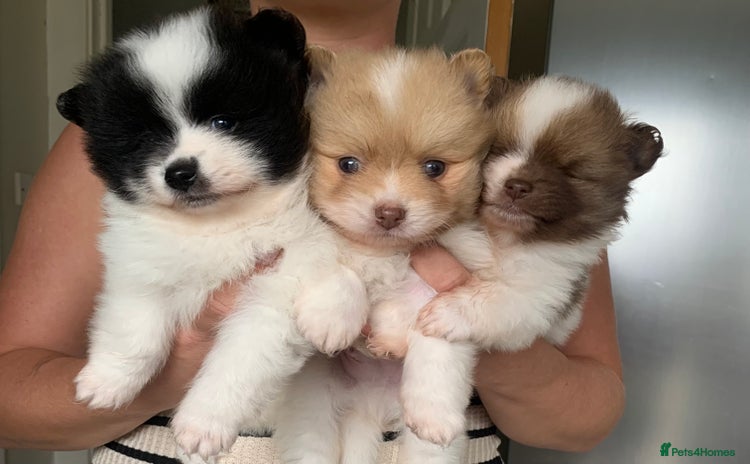 Pomeranian dogs - Advert 2