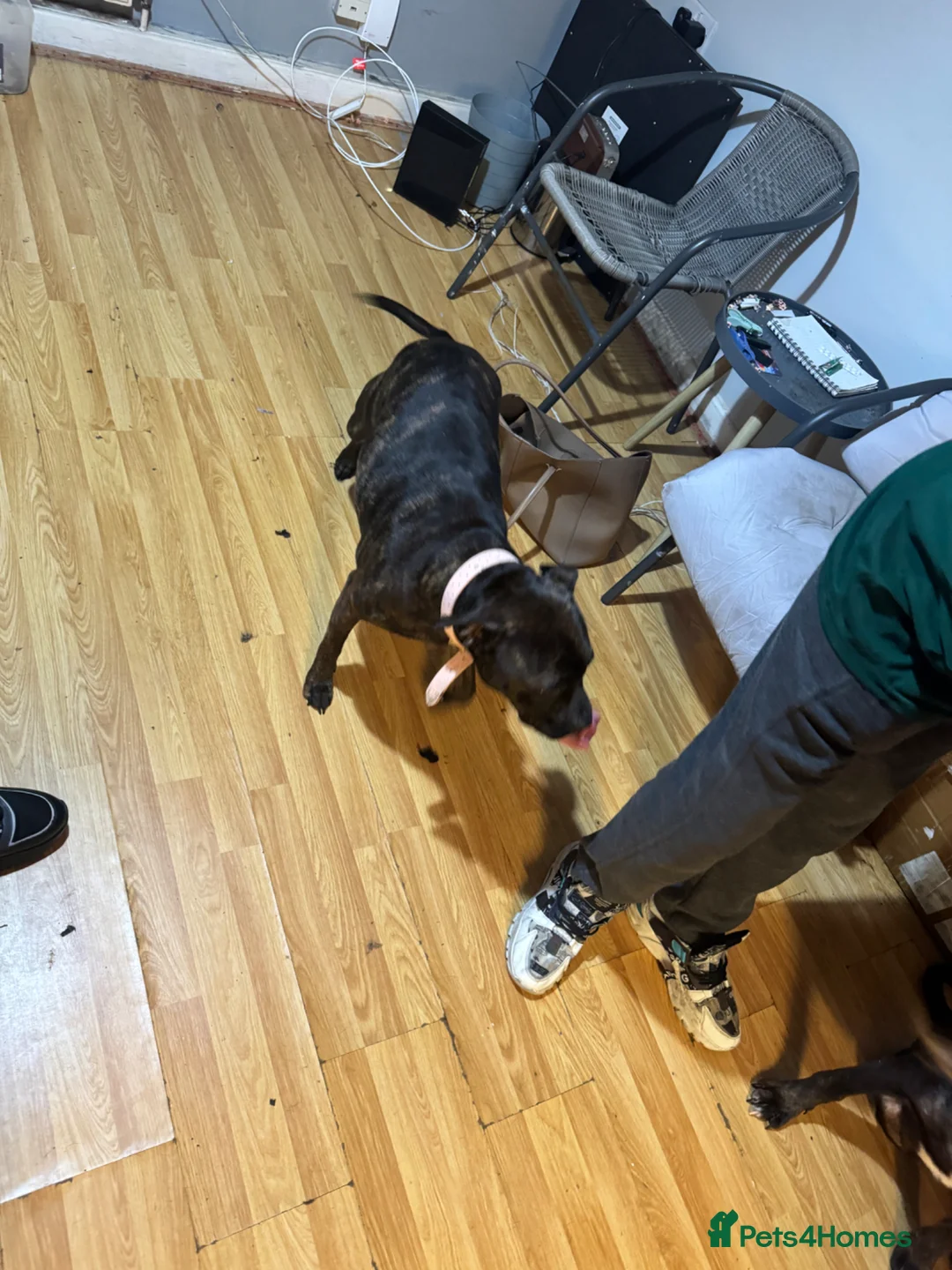 Staffordshire Bull Terrier dogs for sale: Are beautiful Staffy needs a home ❤️ - Advert 2